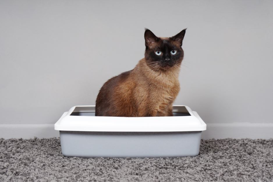 Como fazer o seu gato usar a caixa de areia? - Petblog