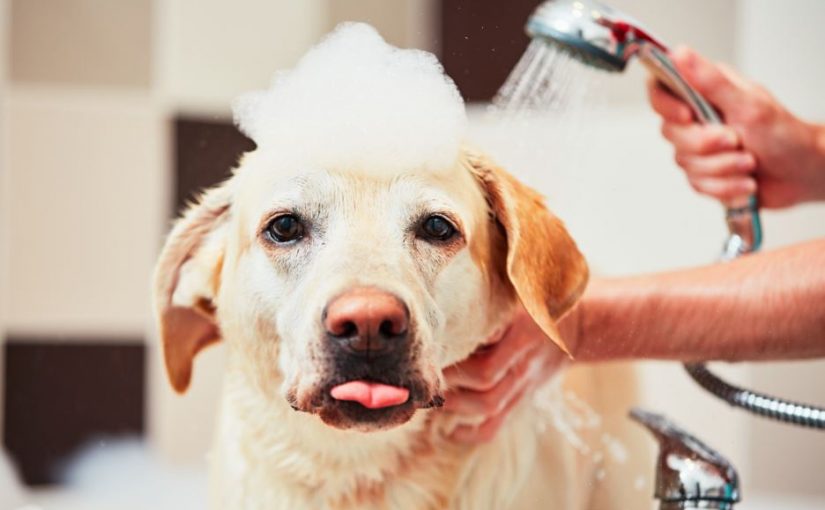 Como dar banho no cachorro em casa: dicas práticas