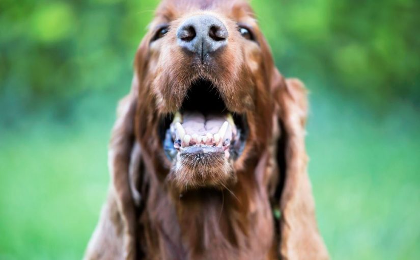 Com que frequência os cachorros trocam os dentes?