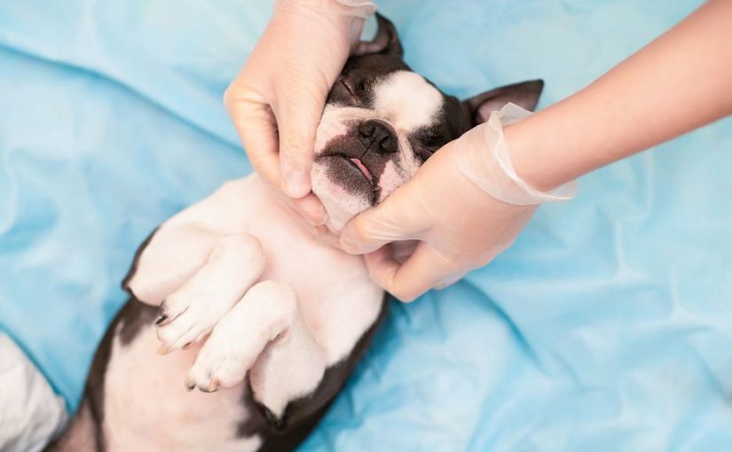 Você sabe o que é massoterapia canina?