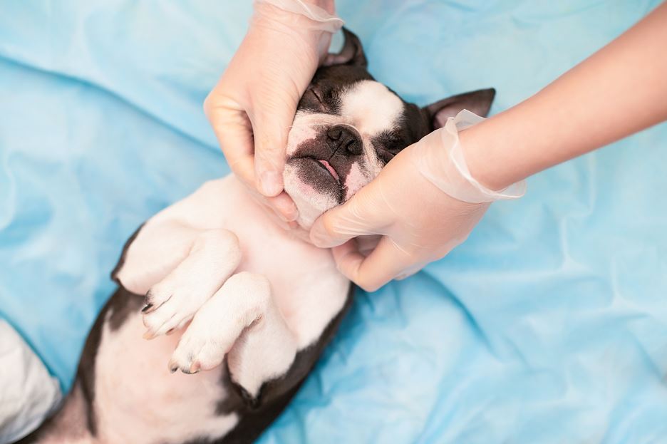 massoterapia canina