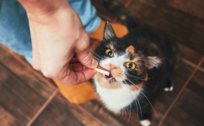 Gatos castrados: cuidados básicos com a alimentação