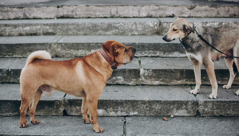 Linguagem canina: conheça 6 sinais da comunicação canina